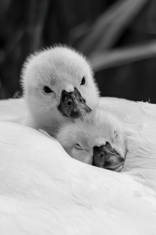 Black and White Baby Swans Photography Print – Adorable Cygnets Snuggling Wall Art for Nursery or Animal Lovers picture