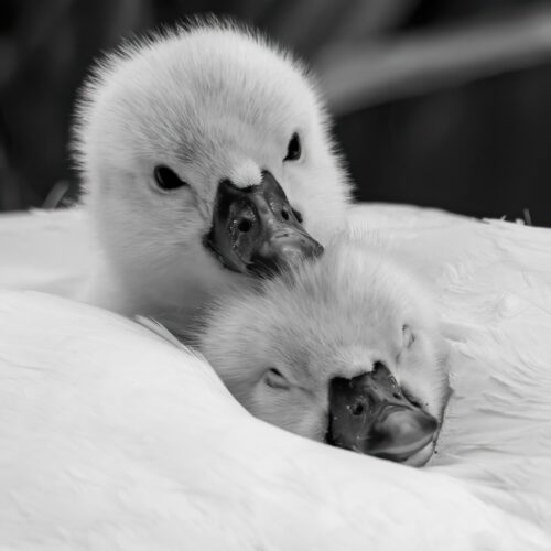 Black and White Baby Swans Photography Print – Adorable Cygnets Snuggling Wall Art for Nursery or Animal Lovers picture