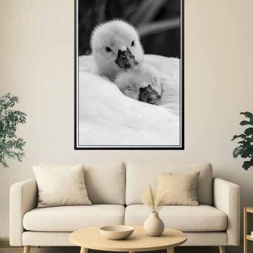 Black and White Baby Swans Photography Print – Adorable Cygnets Snuggling Wall Art for Nursery or Animal Lovers picture