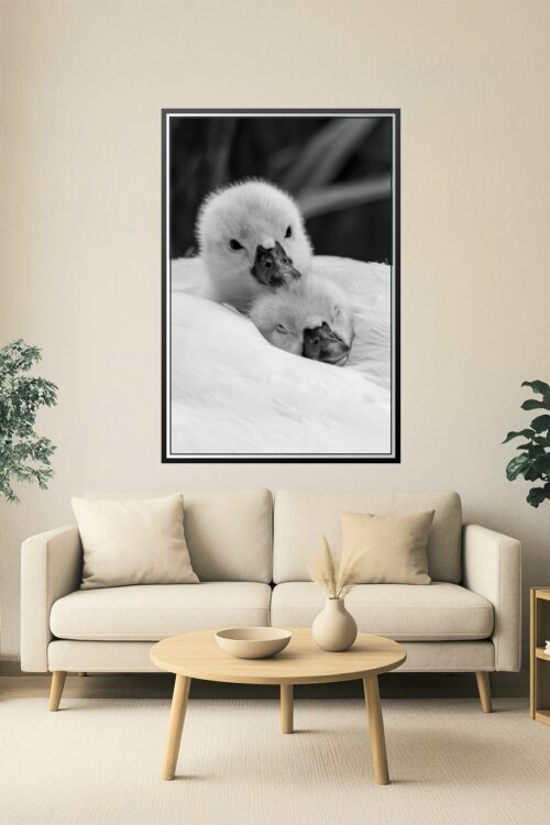 Black and White Baby Swans Photography Print – Adorable Cygnets Snuggling Wall Art for Nursery or Animal Lovers picture