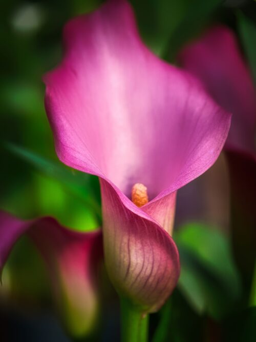 Vibrant Pink Calla Lily Macro – Botanical Fine Art Poster picture