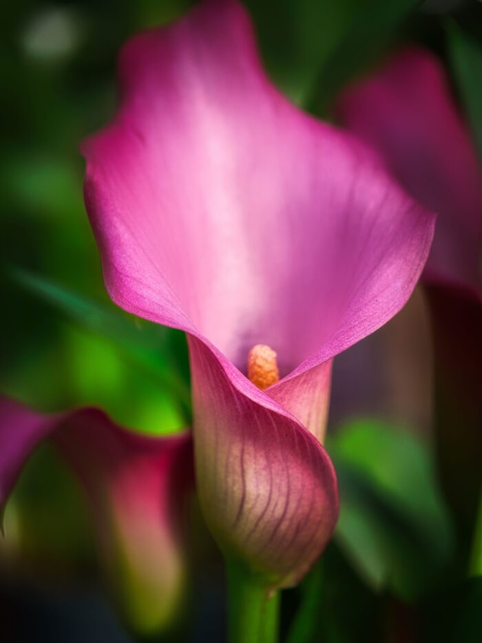 Vibrant Pink Calla Lily Macro – Botanical Fine Art Poster picture
