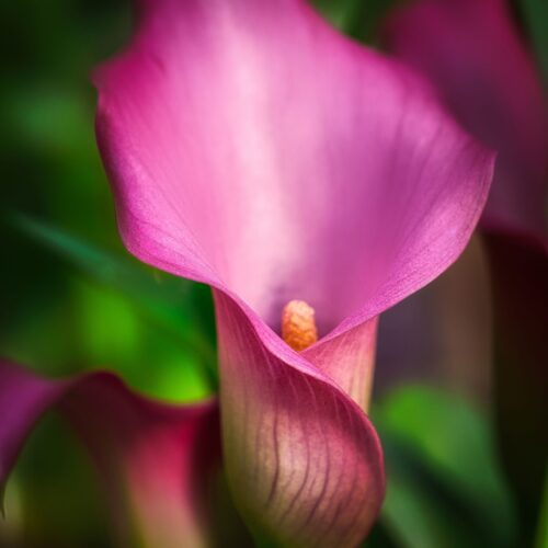 Vibrant Pink Calla Lily Macro – Botanical Fine Art Poster picture