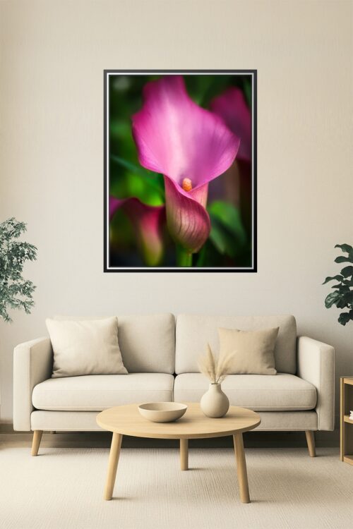Vibrant Pink Calla Lily Macro – Botanical Fine Art Poster picture