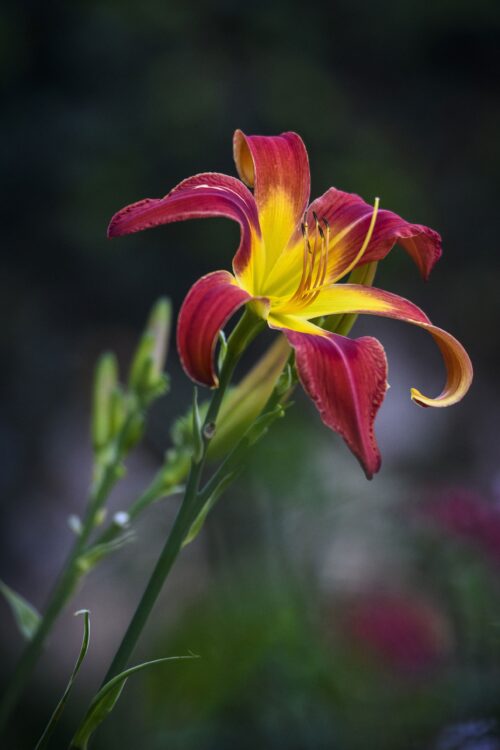 Fiery Red and Yellow Daylily – Botanical Fine Art Macro Poster picture