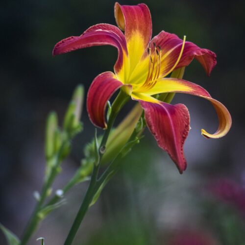 Fiery Red and Yellow Daylily – Botanical Fine Art Macro Poster picture
