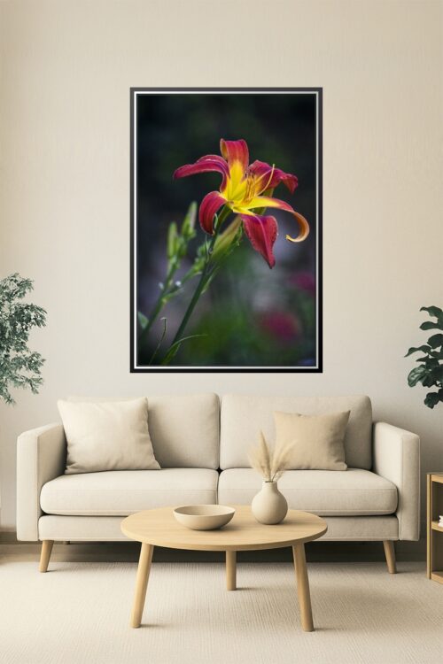 Fiery Red and Yellow Daylily – Botanical Fine Art Macro Poster picture