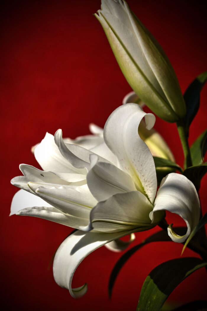 Elegant White Lily on Red – Botanical Fine Art Macro Poster picture
