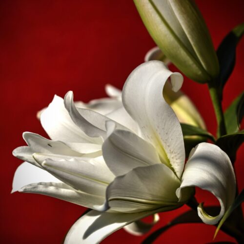 Elegant White Lily on Red – Botanical Fine Art Macro Poster picture