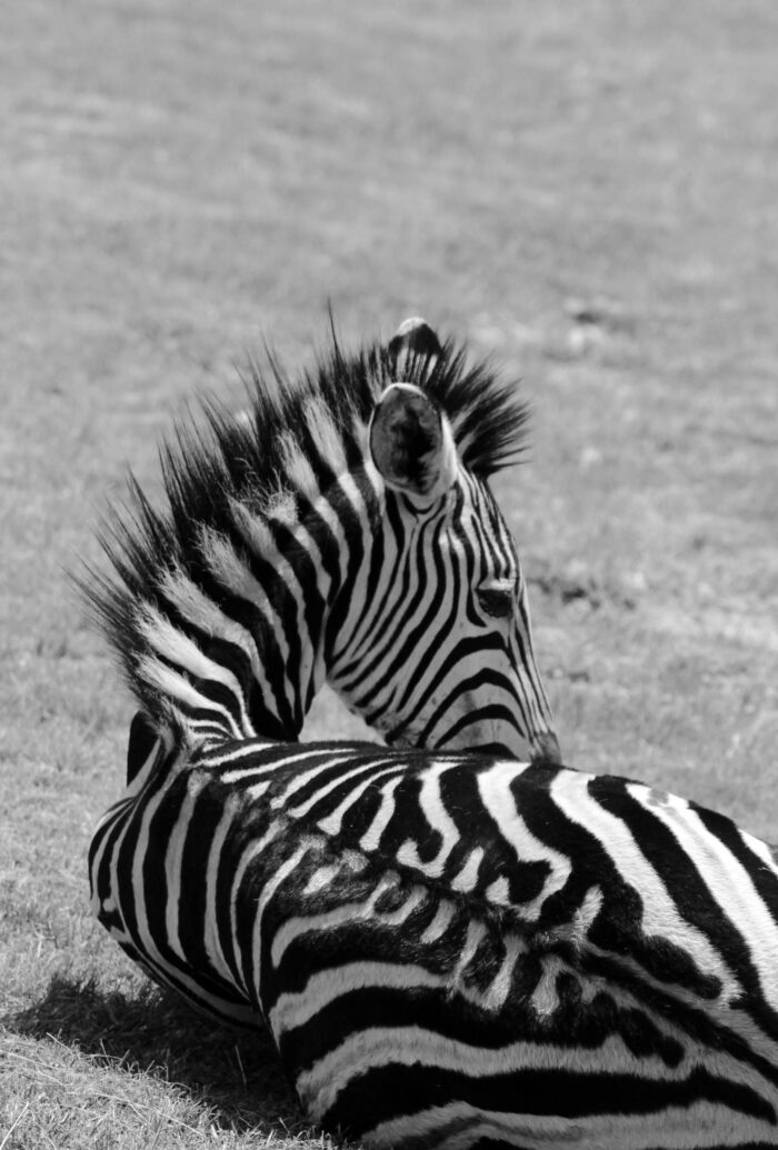Zebra Serenity – Black and White Wildlife Photography picture