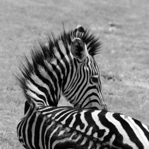 Zebra Serenity – Black and White Wildlife Photography picture