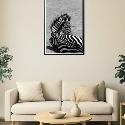 Zebra Serenity – Black and White Wildlife Photography picture