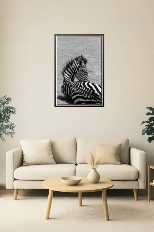 Zebra Serenity – Black and White Wildlife Photography picture