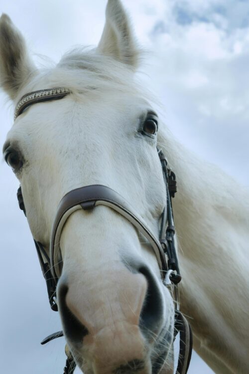 Majestic Gaze – White Horse Close-Up Fine Art Print picture