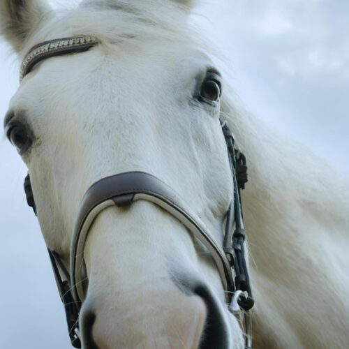 Majestic Gaze – White Horse Close-Up Fine Art Print picture