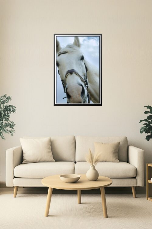 Majestic Gaze – White Horse Close-Up Fine Art Print picture