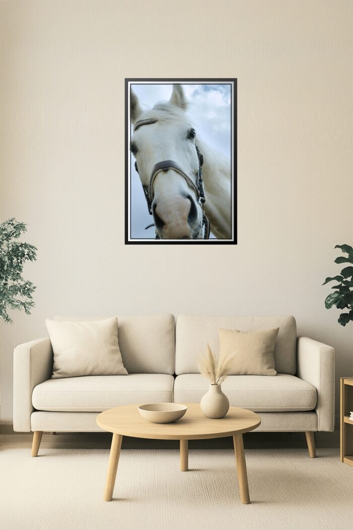 Majestic Gaze – White Horse Close-Up Fine Art Print picture