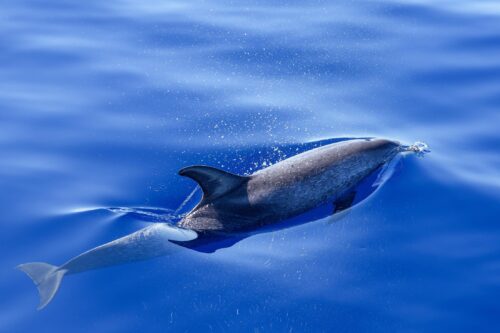 Dolphin in Motion Ocean Poster – Underwater Speed & Grace picture
