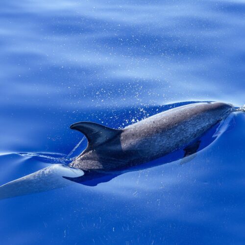 Dolphin in Motion Ocean Poster – Underwater Speed & Grace picture