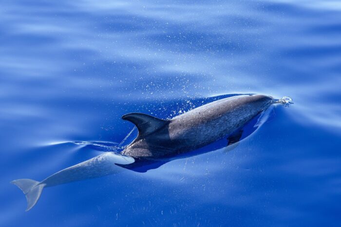 Dolphin in Motion Ocean Poster – Underwater Speed & Grace picture