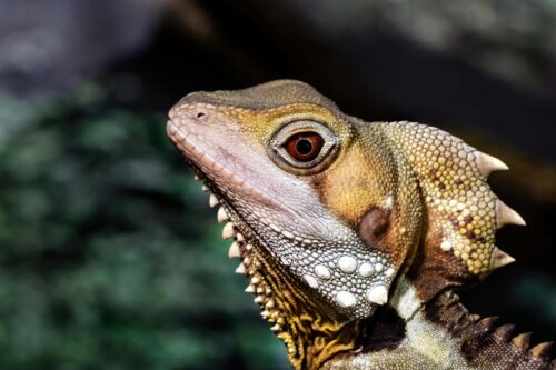 Close-Up Lizard Reptile Poster – Exotic Wildlife Wall Art picture