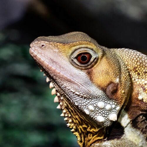Close-Up Lizard Reptile Poster – Exotic Wildlife Wall Art picture