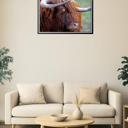 Highland Cow Close-Up Poster – Rustic Farm Animal Wall Art picture