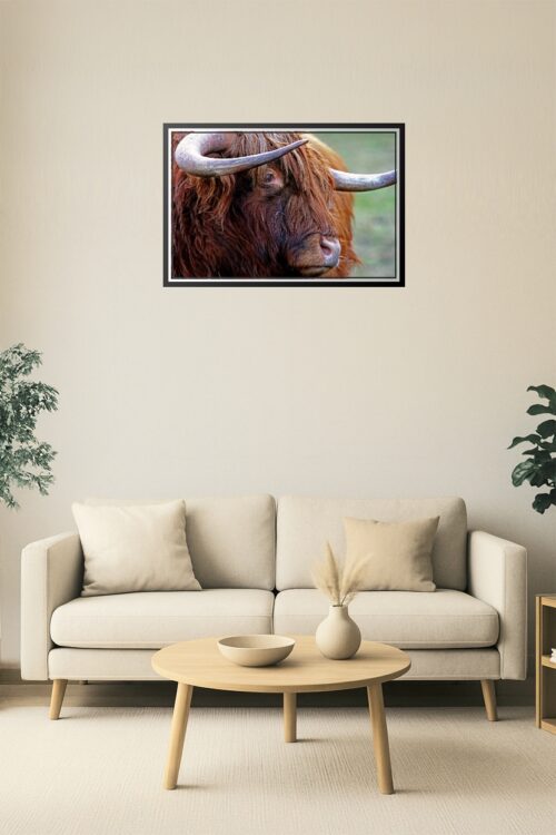 Highland Cow Close-Up Poster – Rustic Farm Animal Wall Art picture