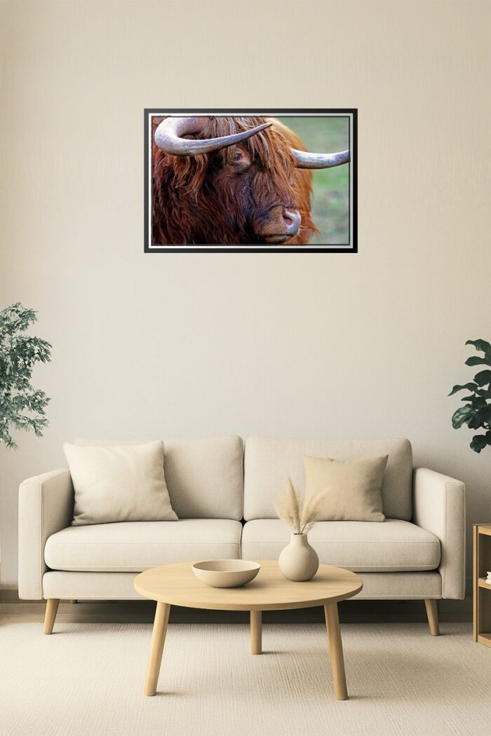 Highland Cow Close-Up Poster – Rustic Farm Animal Wall Art picture