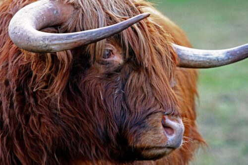 Highland Cow Close-Up Poster – Rustic Farm Animal Wall Art picture