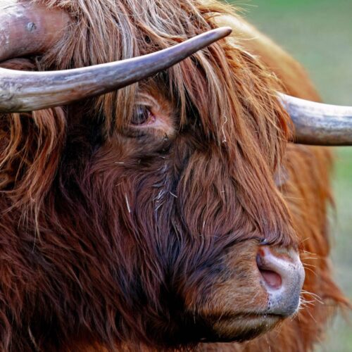 Highland Cow Close-Up Poster – Rustic Farm Animal Wall Art picture
