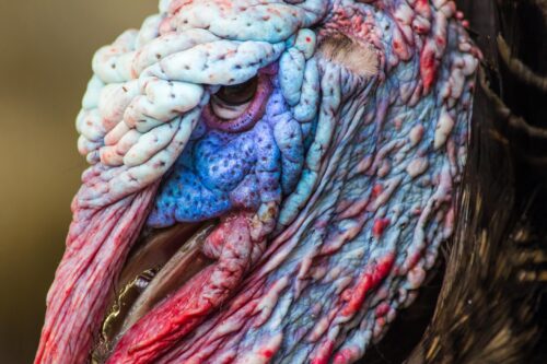 Extreme Close-Up Turkey Face Poster – Nature's Texture in Detail picture