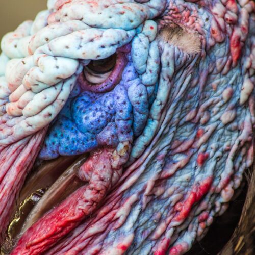 Extreme Close-Up Turkey Face Poster – Nature's Texture in Detail picture