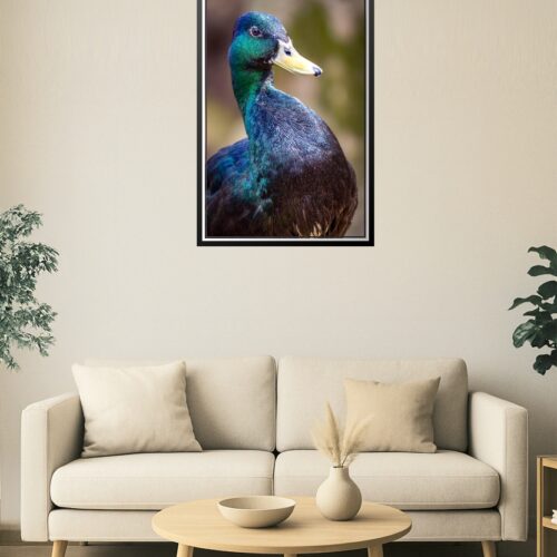 Iridescent Duck Close-Up Poster – Vibrant Nature Wildlife Art picture