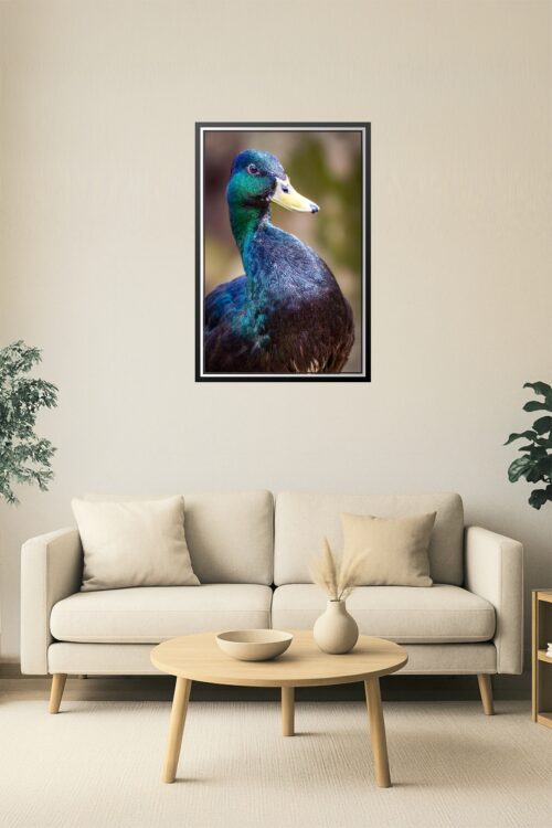 Iridescent Duck Close-Up Poster – Vibrant Nature Wildlife Art picture