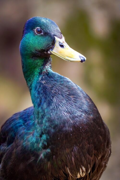 Iridescent Duck Close-Up Poster – Vibrant Nature Wildlife Art picture