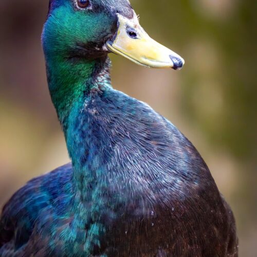 Iridescent Duck Close-Up Poster – Vibrant Nature Wildlife Art picture