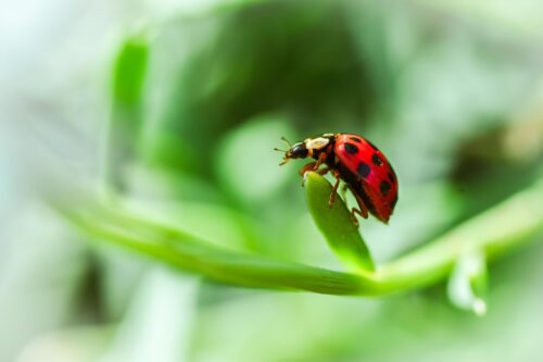 Ladybug on Leaf Macro Poster – Bright Nature Insect Art picture