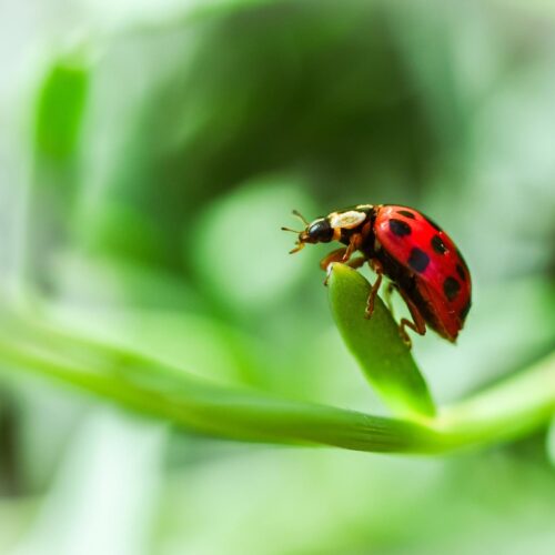 Ladybug on Leaf Macro Poster – Bright Nature Insect Art picture