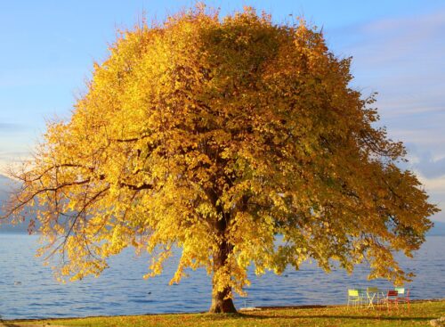 Golden Autumn Tree by the Lake Poster – Tranquil Nature Scene picture