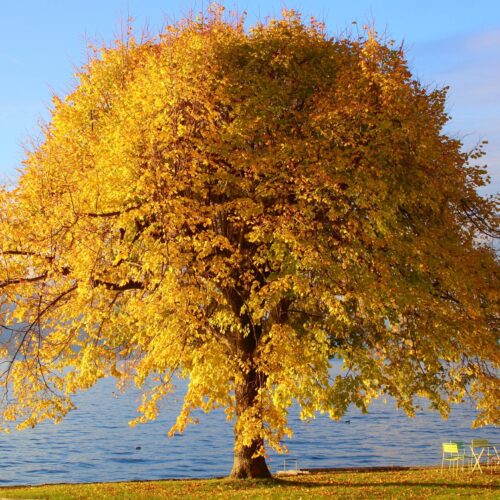 Golden Autumn Tree by the Lake Poster – Tranquil Nature Scene picture