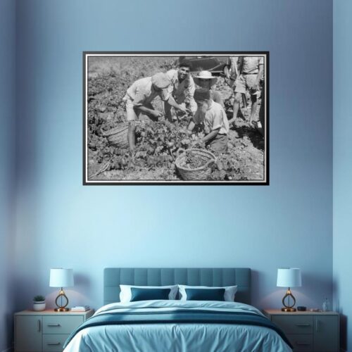 Vintage Vineyard Harvest Poster – Zikh'ron Ya'aqov, July 24, 1939 | Great Gift picture