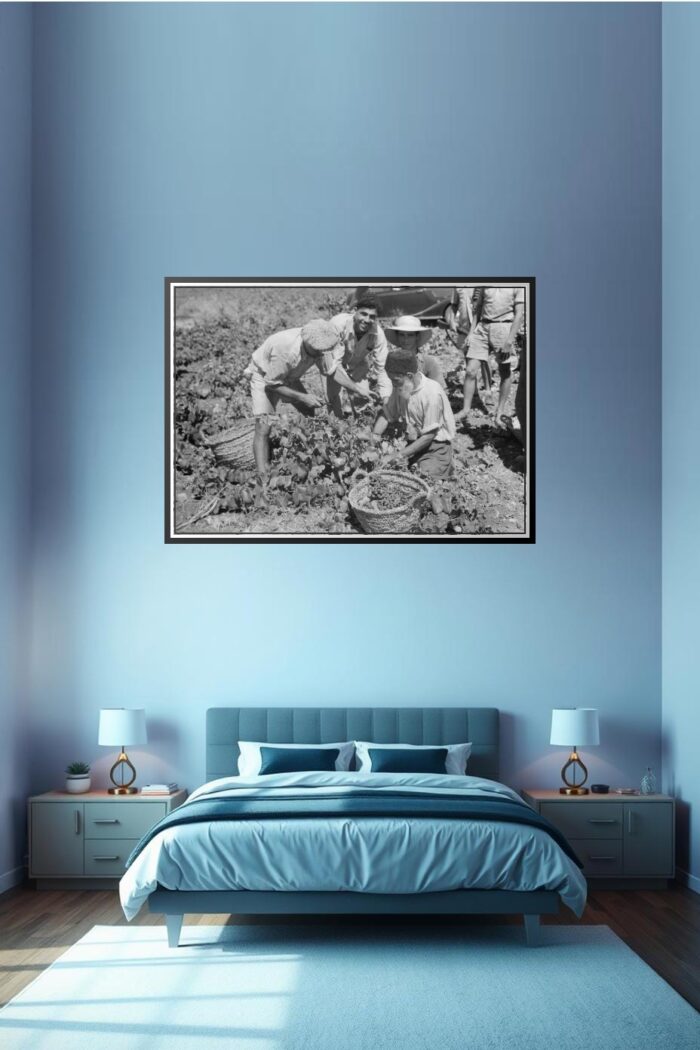 Vintage Vineyard Harvest Poster – Zikh'ron Ya'aqov, July 24, 1939 | Great Gift picture
