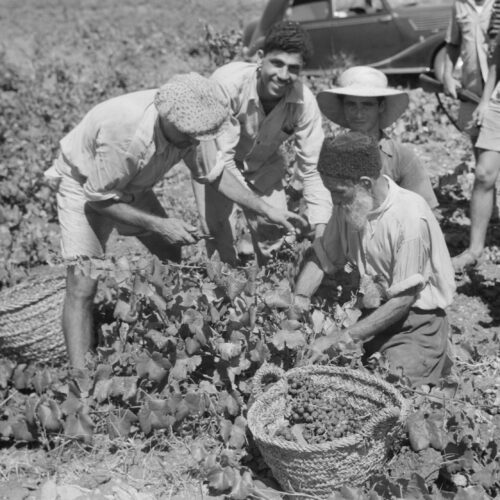 Vintage Vineyard Harvest Poster – Zikh'ron Ya'aqov, July 24, 1939 | Great Gift picture