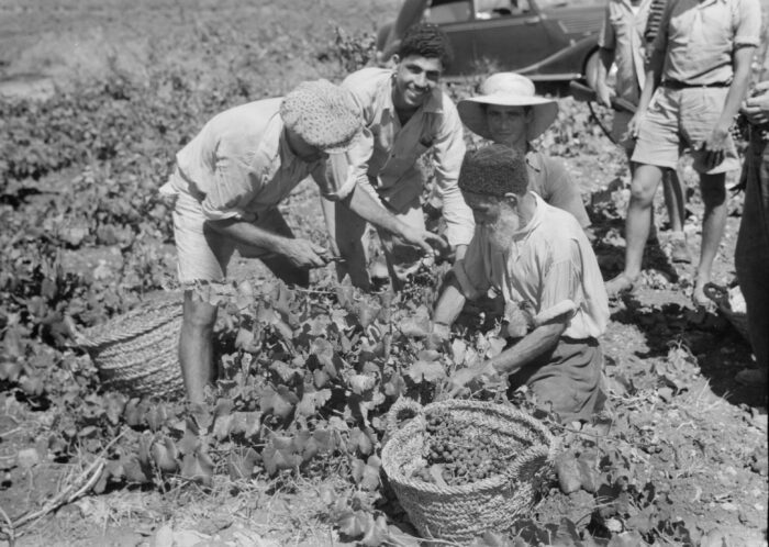 Vintage Vineyard Harvest Poster – Zikh'ron Ya'aqov, July 24, 1939 | Great Gift picture