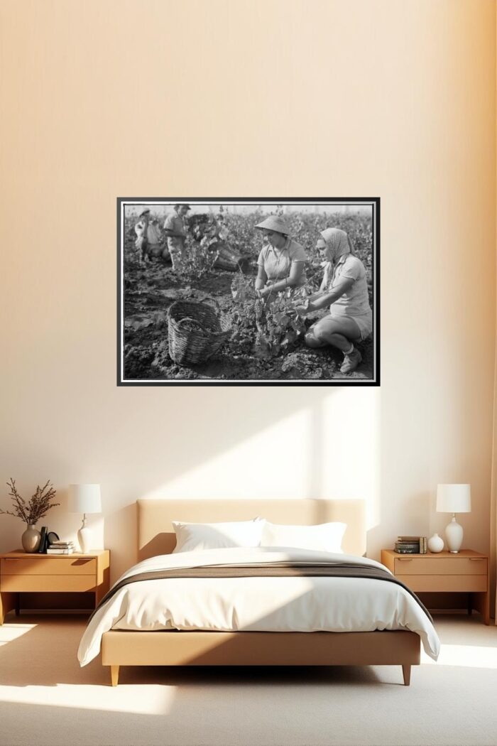 Vintage Grape Harvest Poster – Richon-le-Zion, August 1939 | Great Gift picture