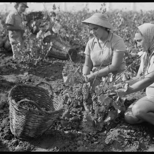 Vintage Grape Harvest Poster – Richon-le-Zion, August 1939 | Great Gift picture