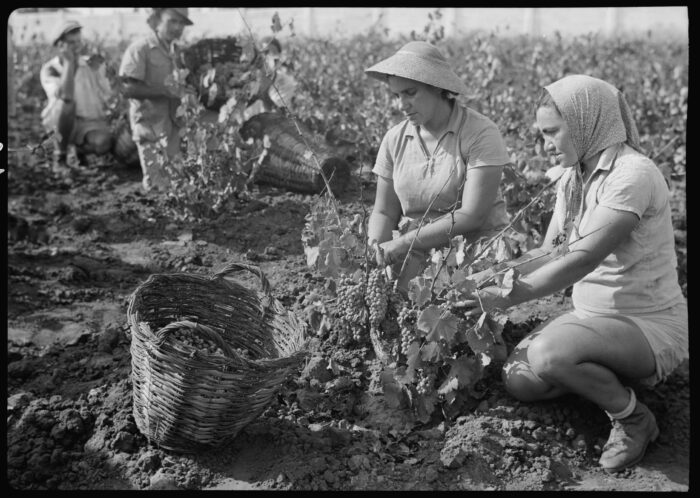 Vintage Grape Harvest Poster – Richon-le-Zion, August 1939 | Great Gift picture
