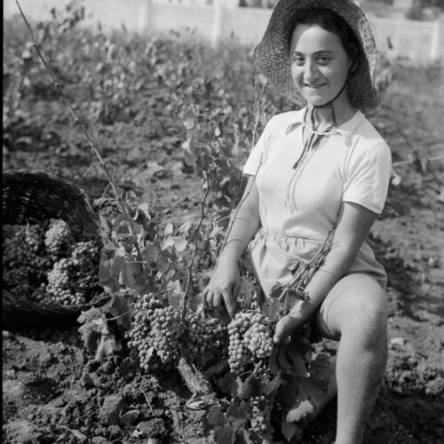 Vintage Grape Picker Poster – Richon-le-Zion, August 1939 | Great Gift picture