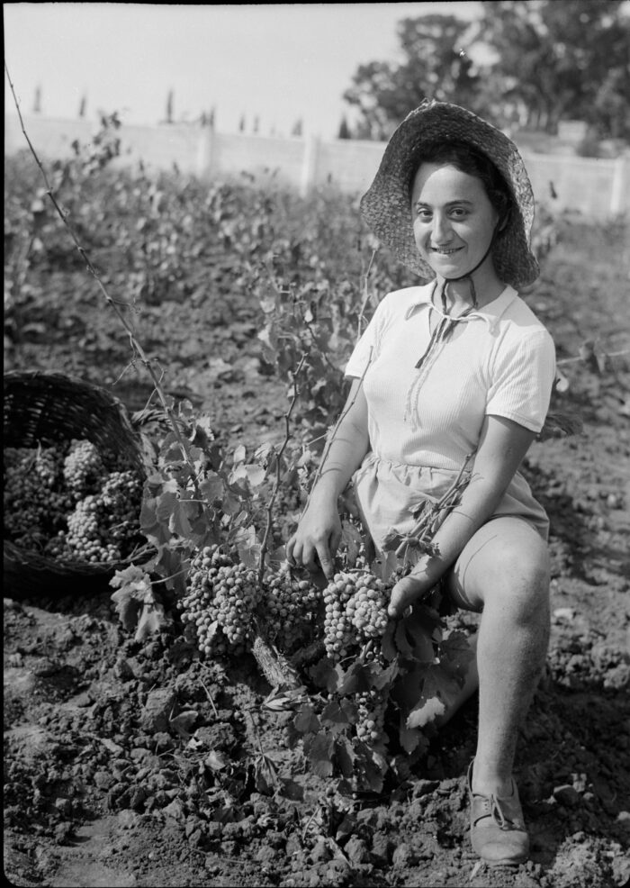 Vintage Grape Picker Poster – Richon-le-Zion, August 1939 | Great Gift picture